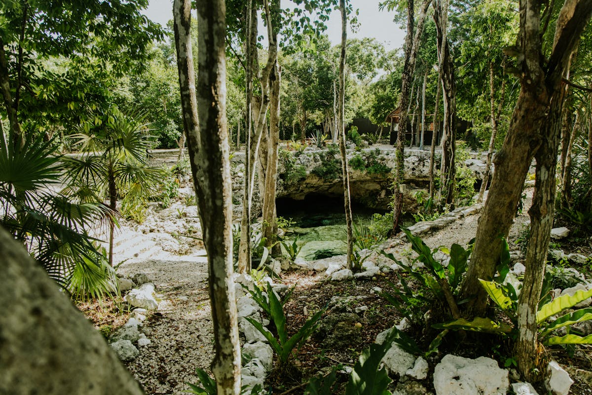 Cenote surrounded by jungle in the Yucatan